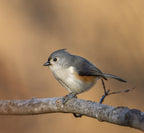 Tufted titmouse Poster och Canvastavla