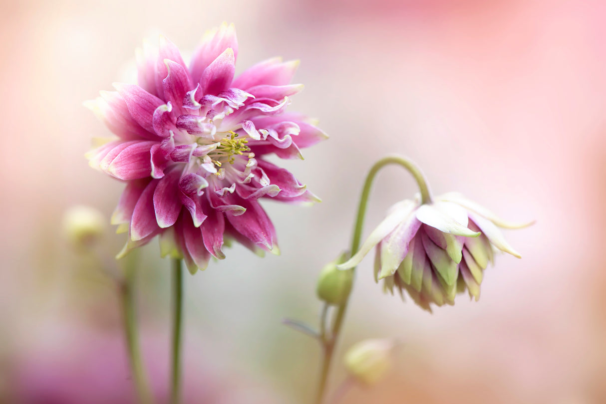Aquilegia flowers Poster och Canvastavla