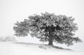 Let it Snow 02 Poster och Canvastavla