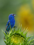 Indigo bunting Poster och Canvastavla