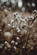 Low Light Nature No 7 Poster och Canvastavla