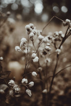 Low Light Nature No 7 Poster och Canvastavla
