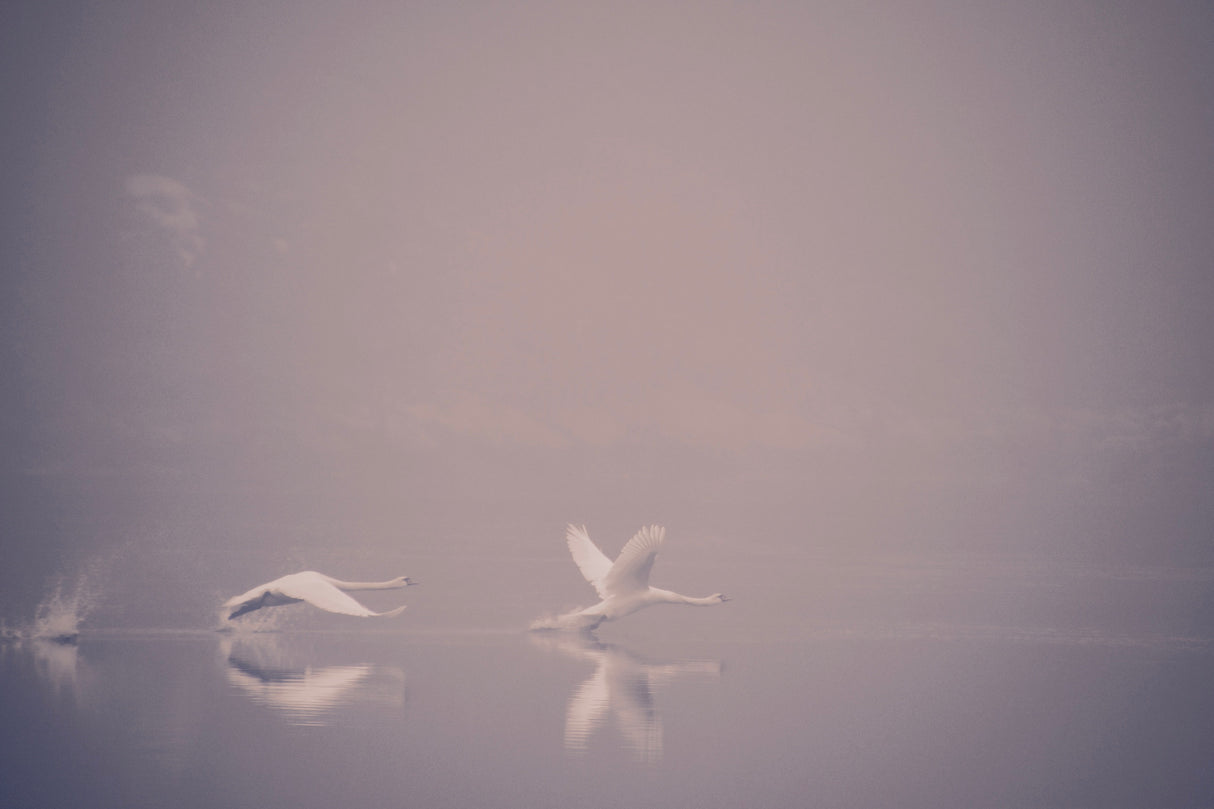 Foggy takeoff Poster och Canvastavla