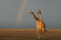 A pair of Giraffes under the rainbow Poster och Canvastavla
