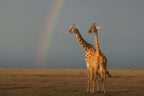A pair of Giraffes under the rainbow Poster och Canvastavla