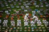 The Beekeepers Poster och Canvastavla