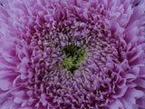 beautiful pink flower Poster och Canvastavla