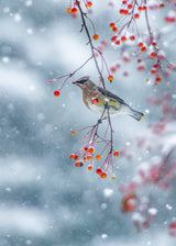 Song Of Winter Poster och Canvastavla