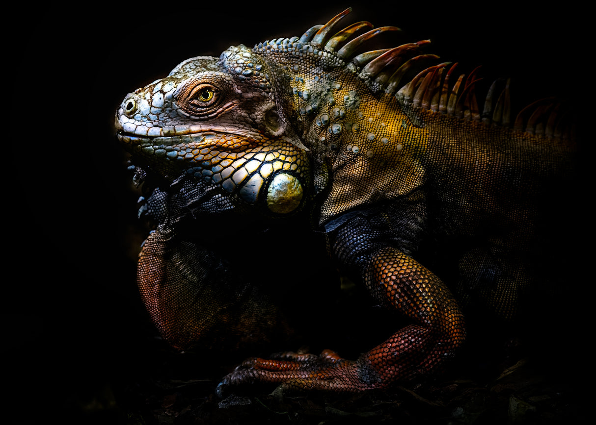 The lost evolution Poster och Canvastavla