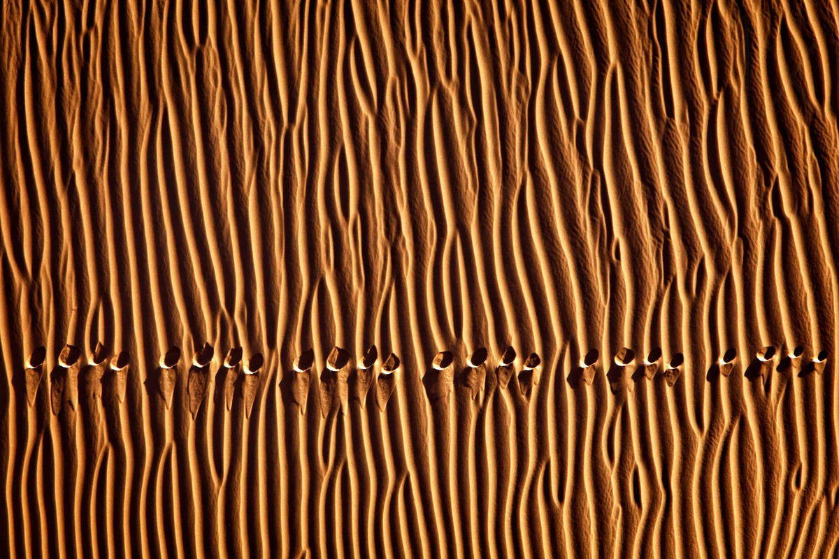 Footprint3 Poster och Canvastavla