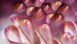 Rosebuds Poster och Canvastavla