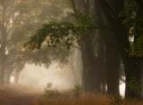 Autumn Poster och Canvastavla