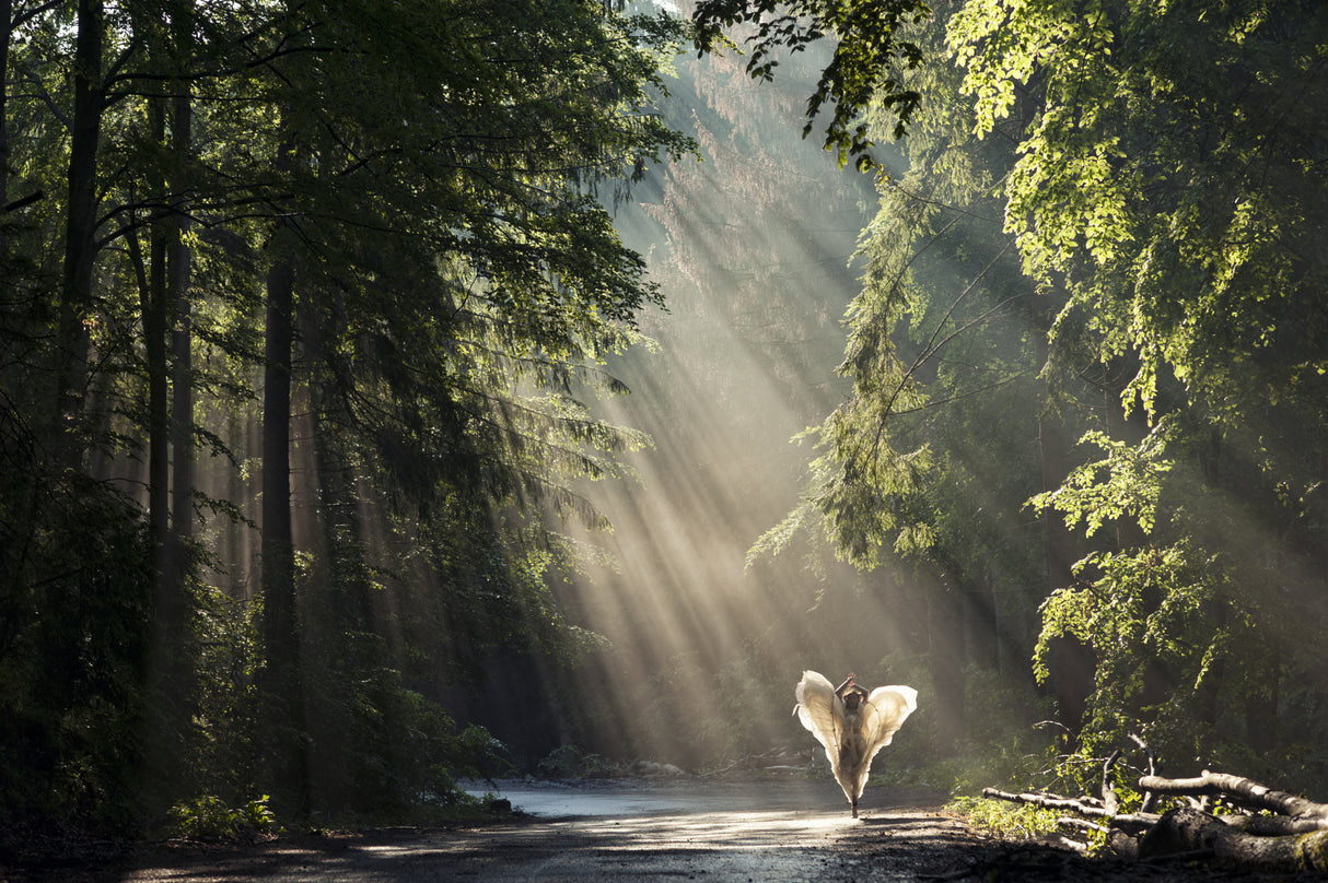 Morning Poster och Canvastavla