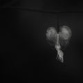 Bleeding heart Poster och Canvastavla