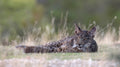 Young Iberian Lynx Poster och Canvastavla