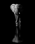 Elephant Poster och Canvastavla