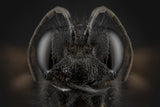 black wasp Poster och Canvastavla