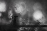 In the rainy trees Poster och Canvastavla