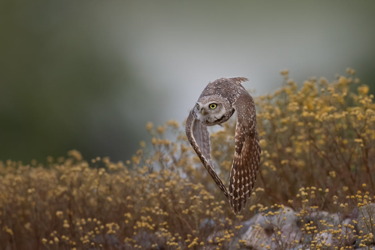Burrowing Owl Poster och Canvastavla
