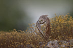 Burrowing Owl Poster och Canvastavla