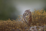 Burrowing Owl Poster och Canvastavla