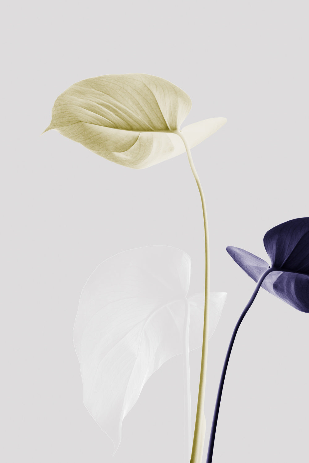 Monstera Creative 23 Poster och Canvastavla