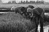 some mothers are weeding the rice Poster och Canvastavla