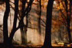 Autumn light Poster och Canvastavla