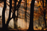Autumn light Poster och Canvastavla