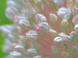 The watchman of spring... Poster och Canvastavla
