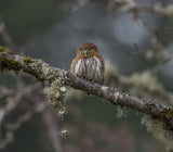 northern pygmy owl Poster och Canvastavla