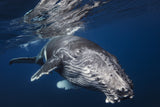 Humpback Whale Poster och Canvastavla