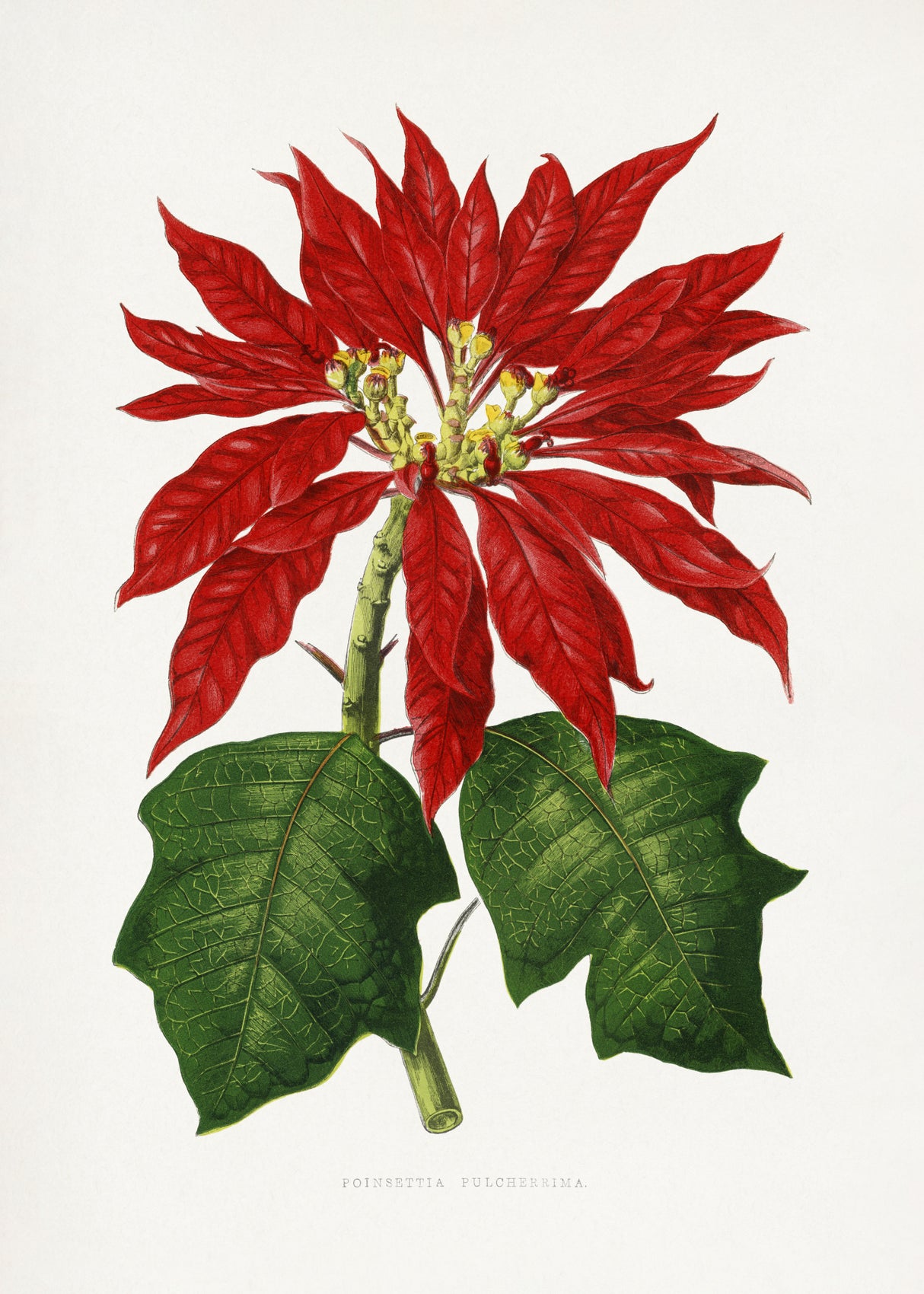 Poinsettia Pulcherrima Leaf Illustration Poster och Canvastavla