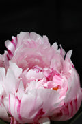 Pink peony VIII Poster och Canvastavla