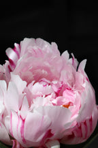 Pink peony VIII Poster och Canvastavla
