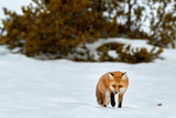 Winter Hunt Poster och Canvastavla