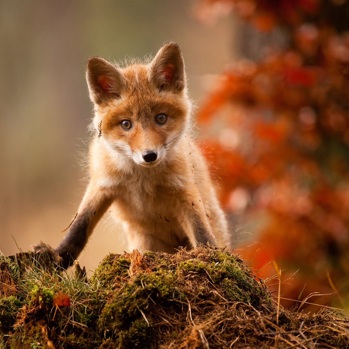 Fox Poster och Canvastavla