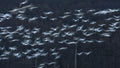 Slow motion Poster och Canvastavla