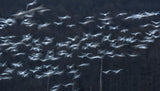 Slow motion Poster och Canvastavla