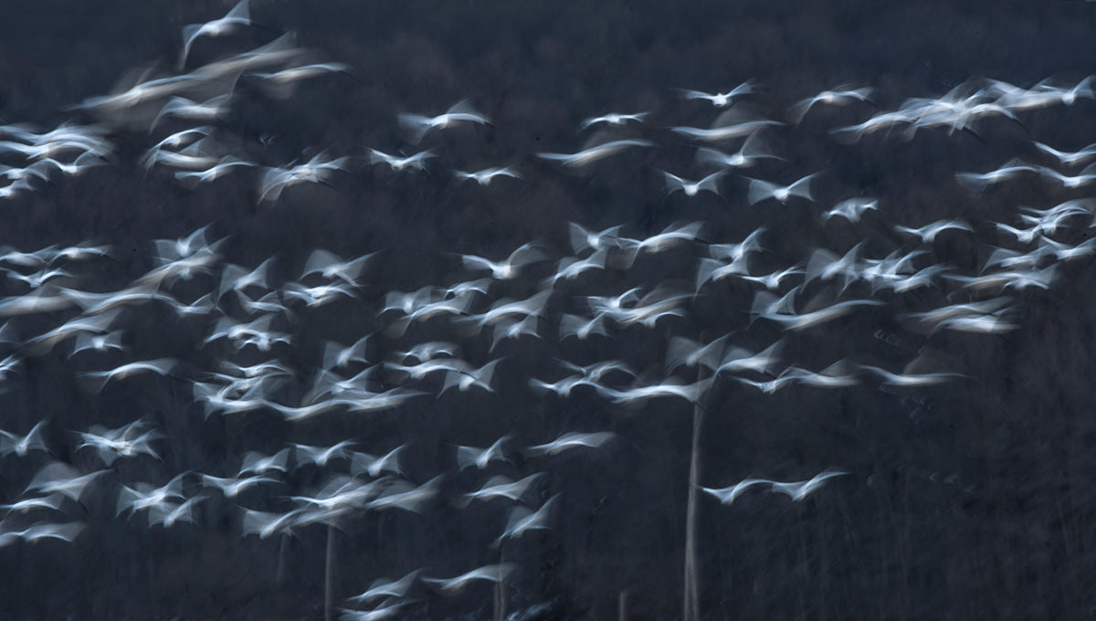 Slow motion Poster och Canvastavla