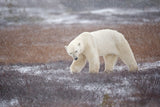 Snowfall Poster och Canvastavla