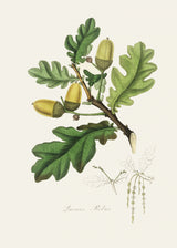English Oak (quercus) Medical Botany Poster och Canvastavla