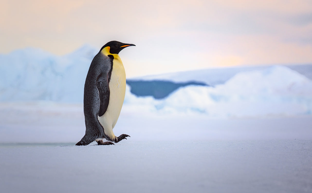 Happy Feet Poster och Canvastavla