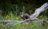 Marten in Sweden Poster och Canvastavla