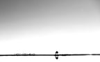 Lonely Tree Poster och Canvastavla