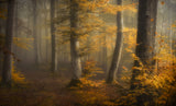 Autumn woods Poster och Canvastavla