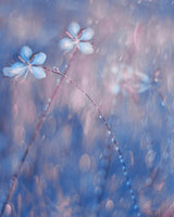 The Flower Duet Poster och Canvastavla