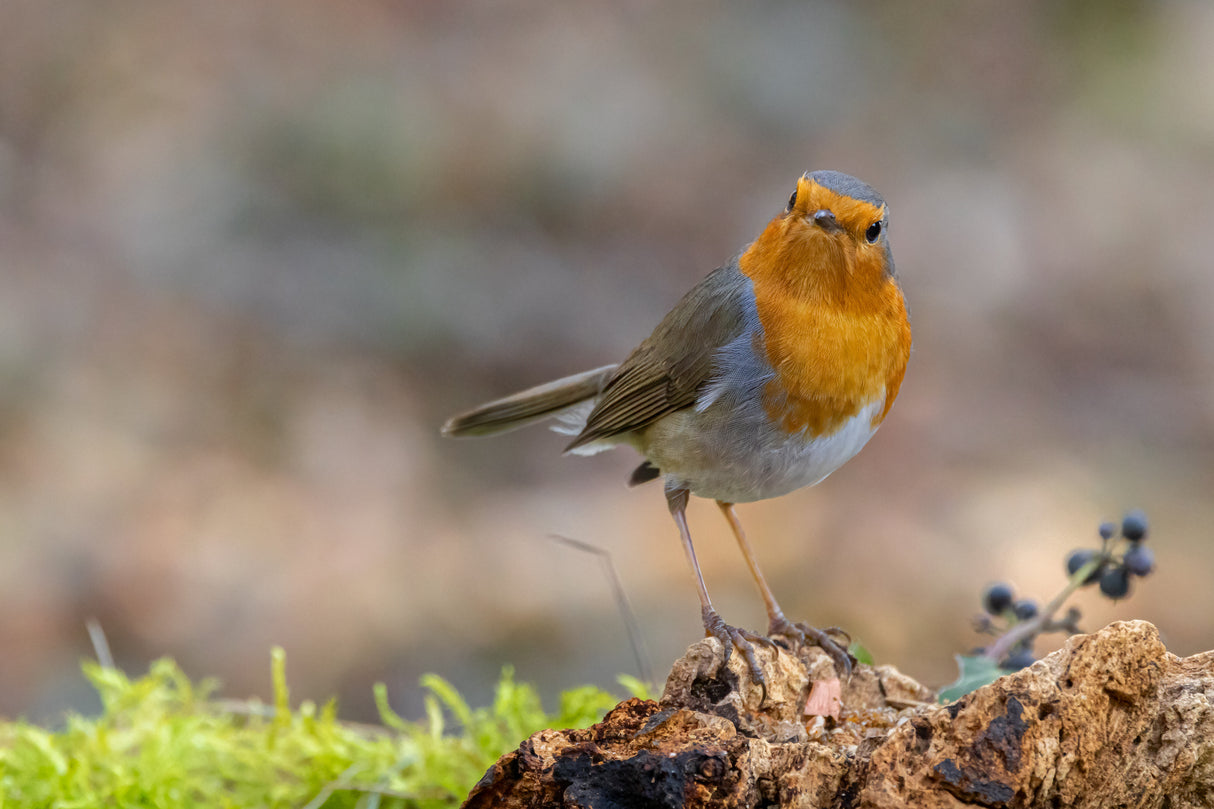 Angry Robin Poster och Canvastavla