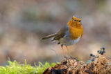 Angry Robin Poster och Canvastavla