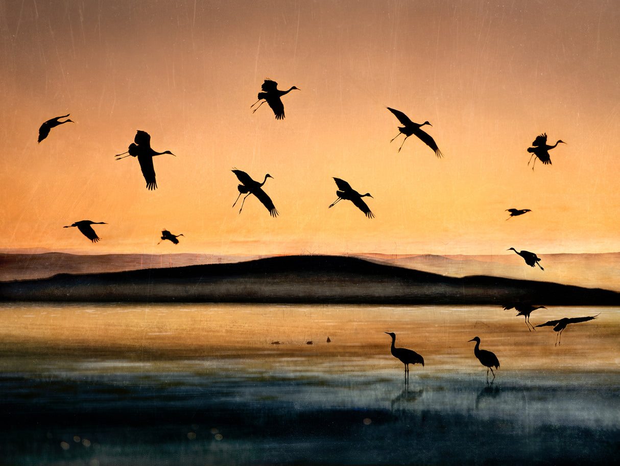 Fly-in at Sunset Poster och Canvastavla